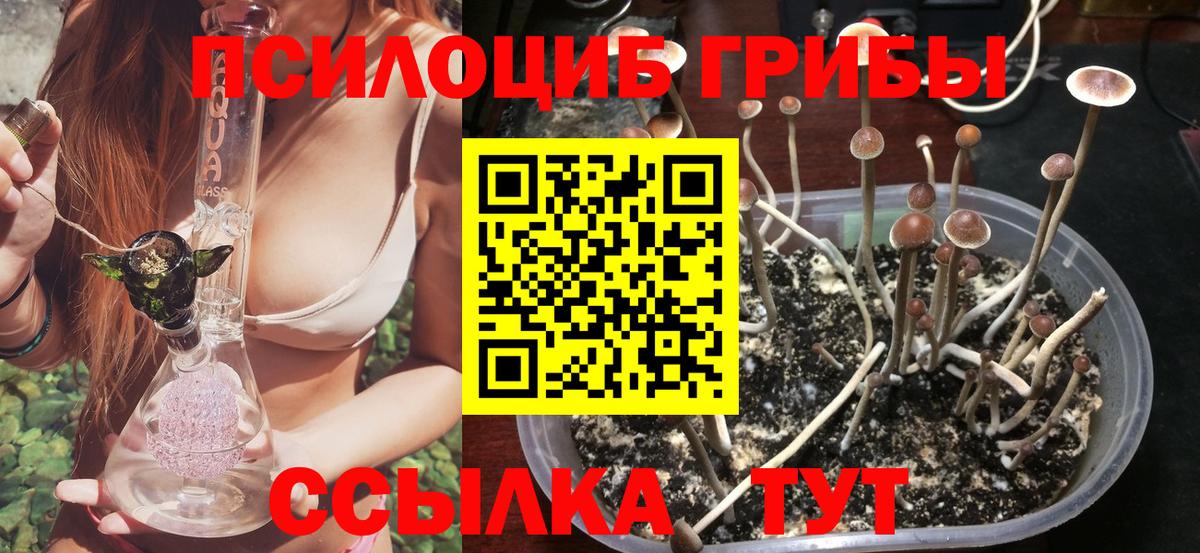 Псилоцибиновые грибы прущие грибы Тамбов